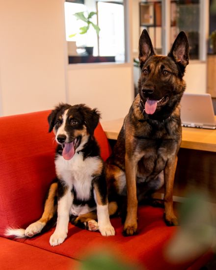 Kyara & Bella Connectium